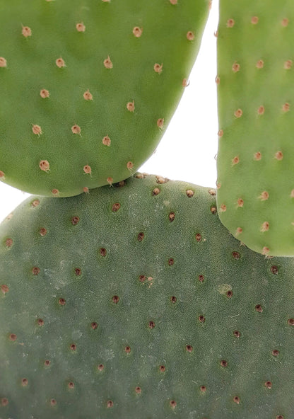 Opuntia microdasys inermis - Hasenohren Kaktus