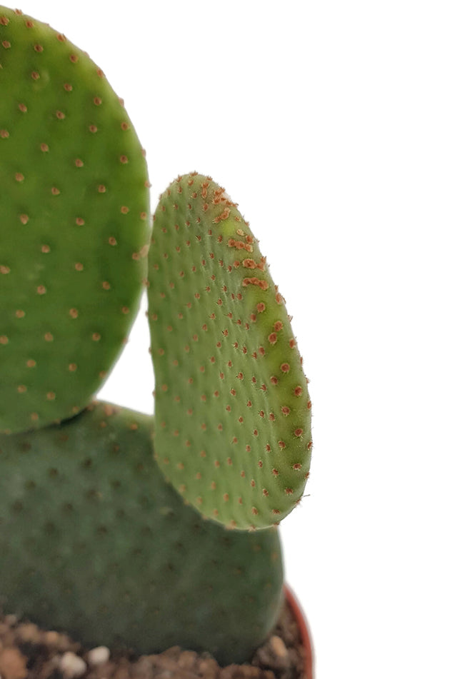 Opuntia microdasys inermis - Hasenohren Kaktus