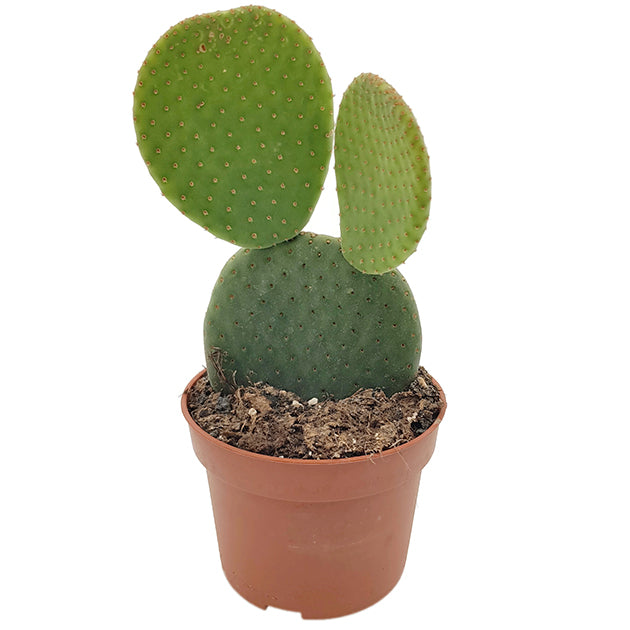 Opuntia microdasys inermis - Hasenohren Kaktus