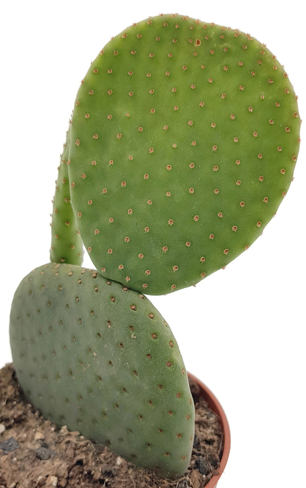 Opuntia microdasys inermis - Hasenohren Kaktus