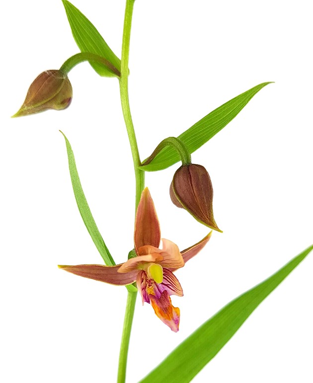 Epipactis helleborine "thunbergii x gigantea red leaf" - Gartenorchidee