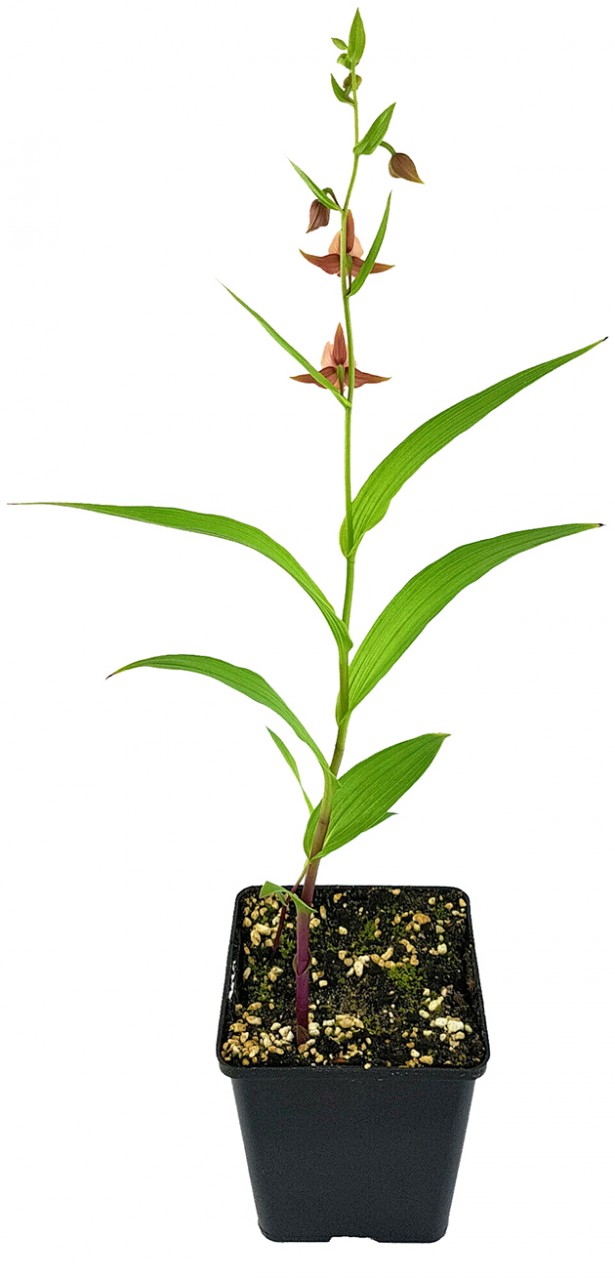 Epipactis helleborine "thunbergii x gigantea red leaf" - Gartenorchidee