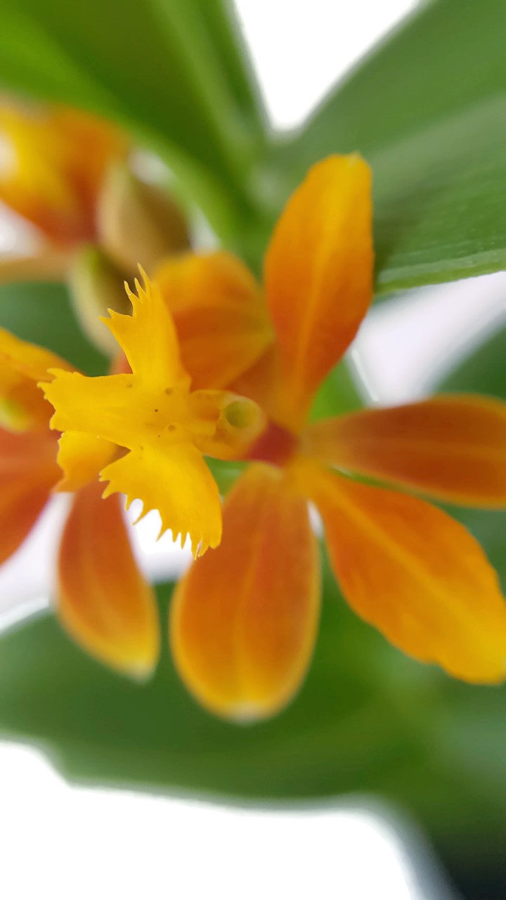 Epidendrum radicans - Schmetterlingsorchidee