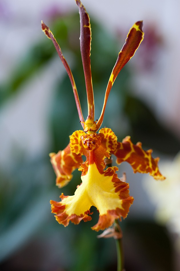 Psychopsis Mariposa - Orchidee