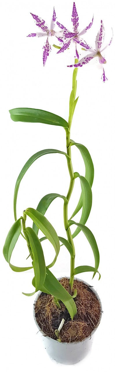 Barkeria spectabilis X Epidendrum criniferumim - Orchidee