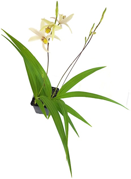 Bletilla ochracea - gelbe Japanorchidee