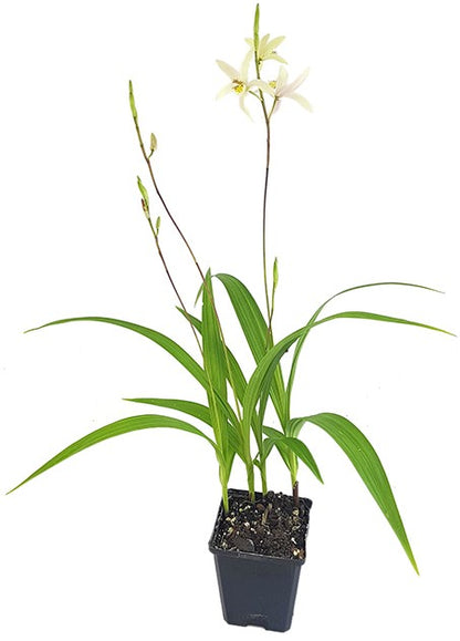 Bletilla ochracea - gelbe Japanorchidee