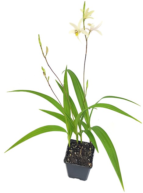 Bletilla ochracea - gelbe Japanorchidee