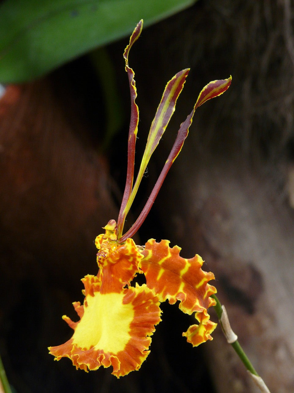 Psychopsis Mariposa - Orchidee