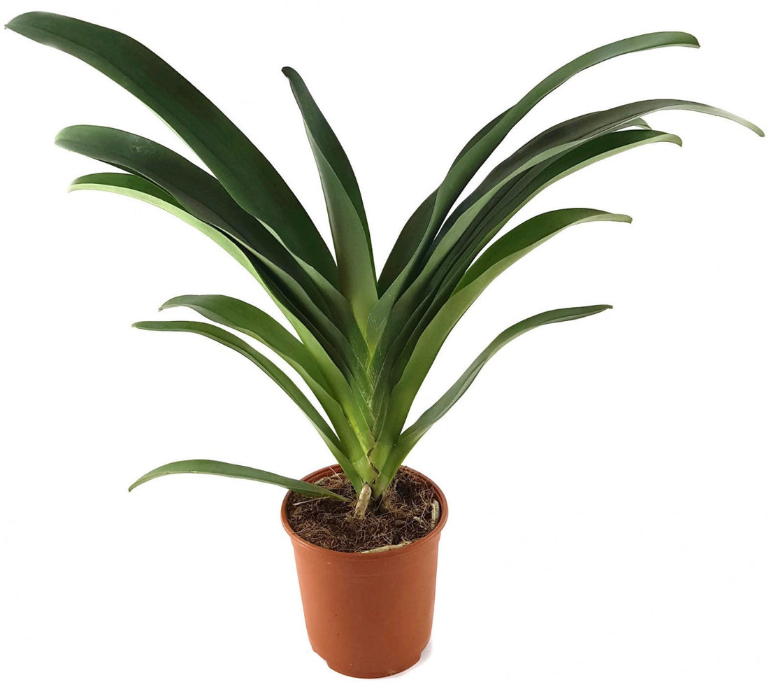 Angraecum "Crestwood" - Orchidee