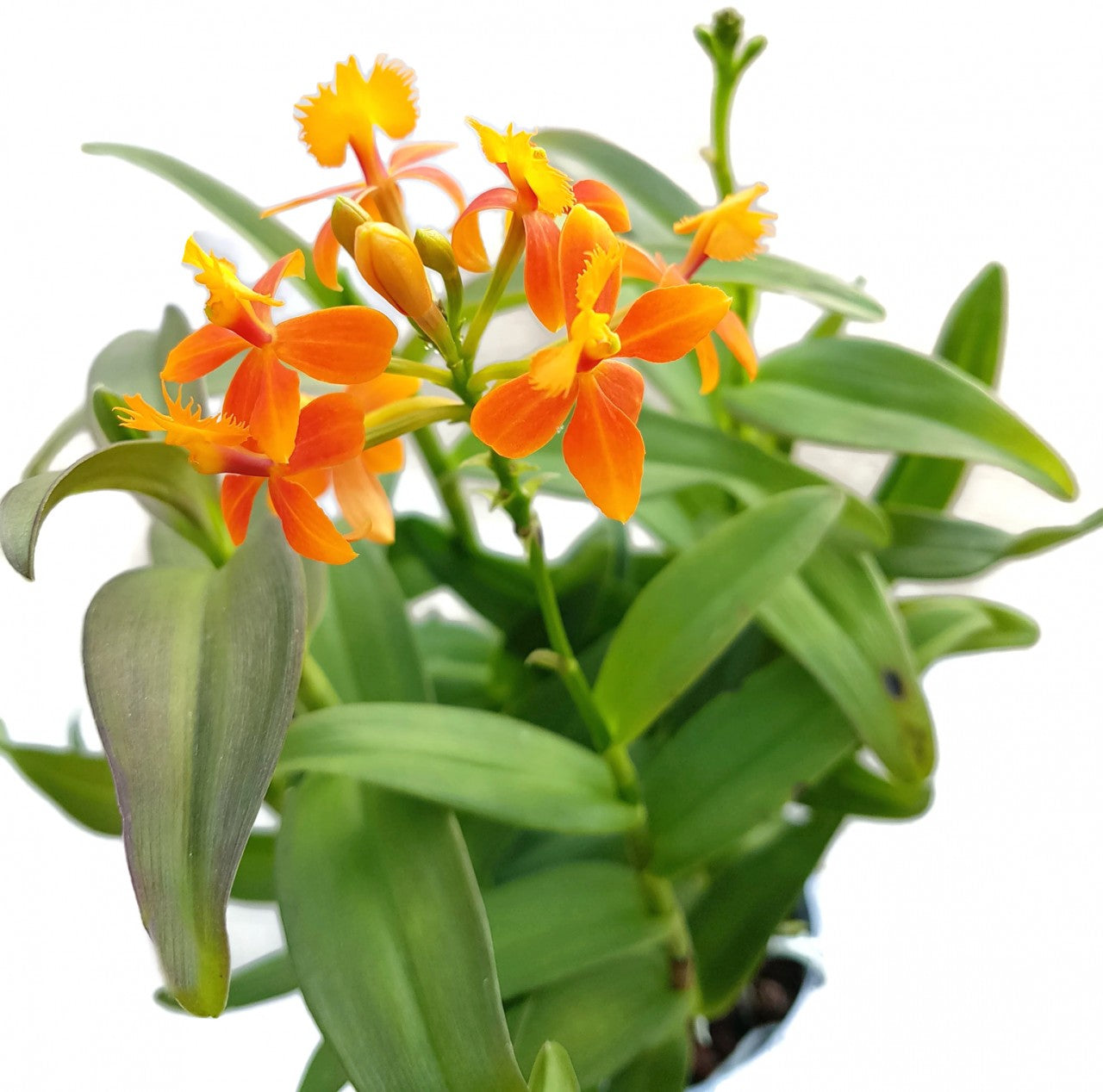 Epidendrum radicans - Schmetterlingsorchidee