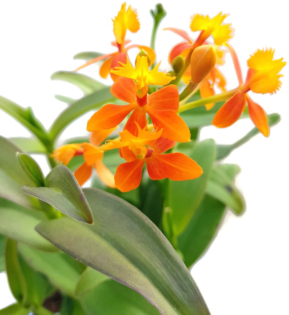 Epidendrum radicans - Schmetterlingsorchidee