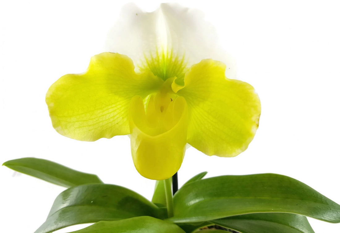 Paphiopedilum - exotischer gelb, weißer Frauenschuh