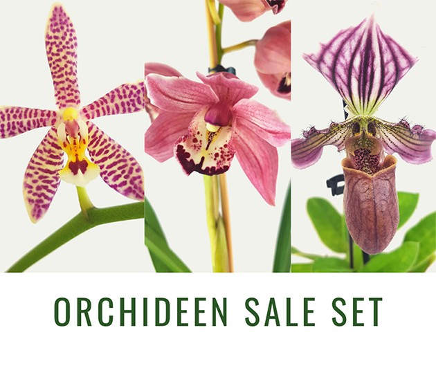 Happy SALE - Orchideen Set