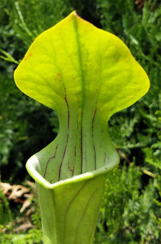 Sarracenia Oreophila Centre Alabama