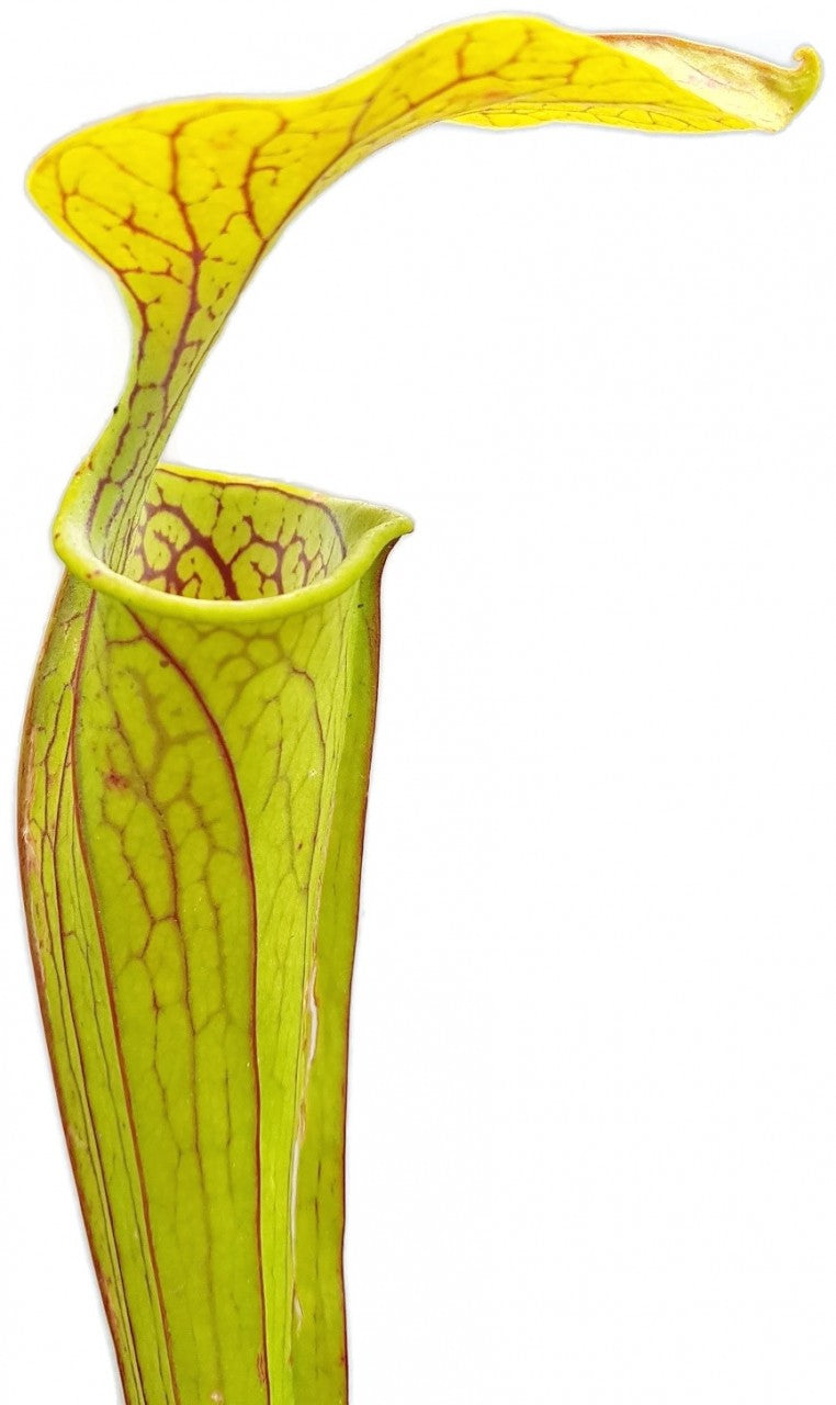 Sarracenia Oreophila "Heavy Veined" Sand Hill Mt. Alabama