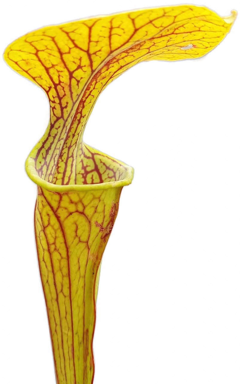 Sarracenia Oreophila "Heavy Veined" Sand Hill Mt. Alabama