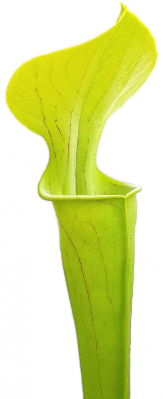 Sarracenia Oreophila "Slim Phyllodia"