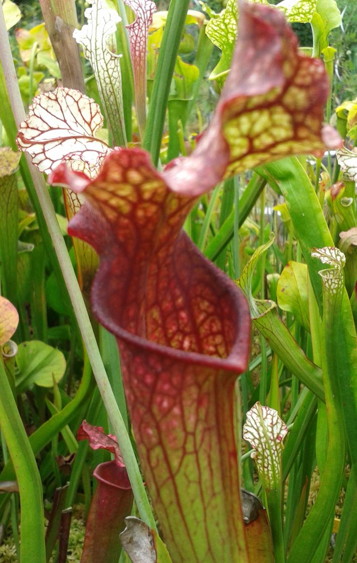 Sarracenia Oreophila X Leucophylla