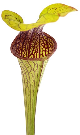 Sarracenia Oreophila IP O01 &quot;Red Lips, Throat, Heavy Veins&quot;