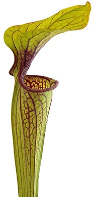 Sarracenia Oreophila IP O01 &quot;Red Lips, Throat, Heavy Veins&quot;