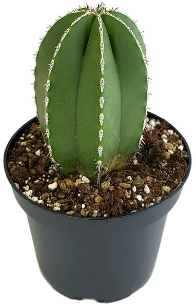 Pachycereus marginatus