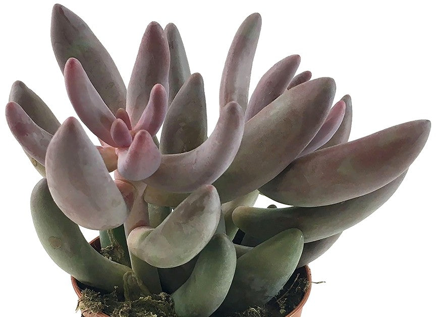 Pachysedum &quot;Ganzhou&quot; - rosafarbene Sukkulente