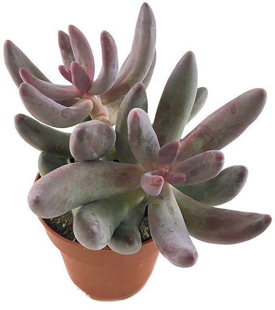 Pachysedum &quot;Ganzhou&quot; - rosafarbene Sukkulente