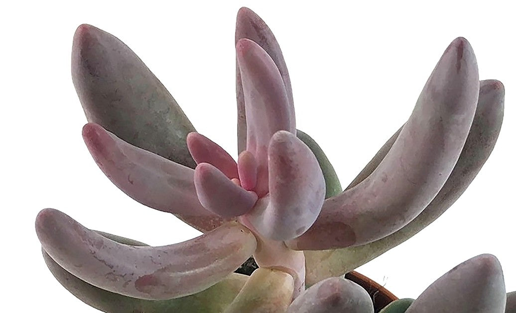 Pachysedum &quot;Ganzhou&quot; - rosafarbene Sukkulente