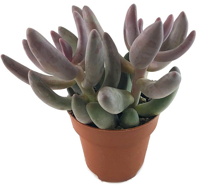 Pachysedum &quot;Ganzhou&quot; - rosafarbene Sukkulente