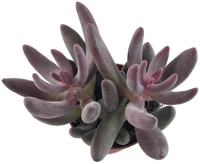 Pachysedum &quot;Ganzhou&quot; - rosafarbene Sukkulente