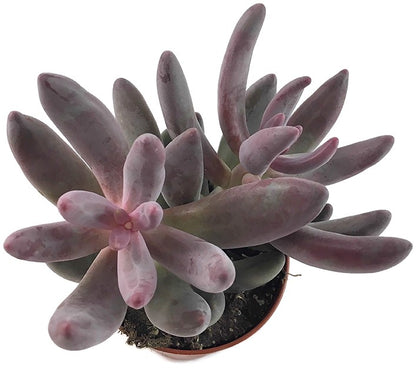 Pachysedum &quot;Ganzhou&quot; - rosafarbene Sukkulente