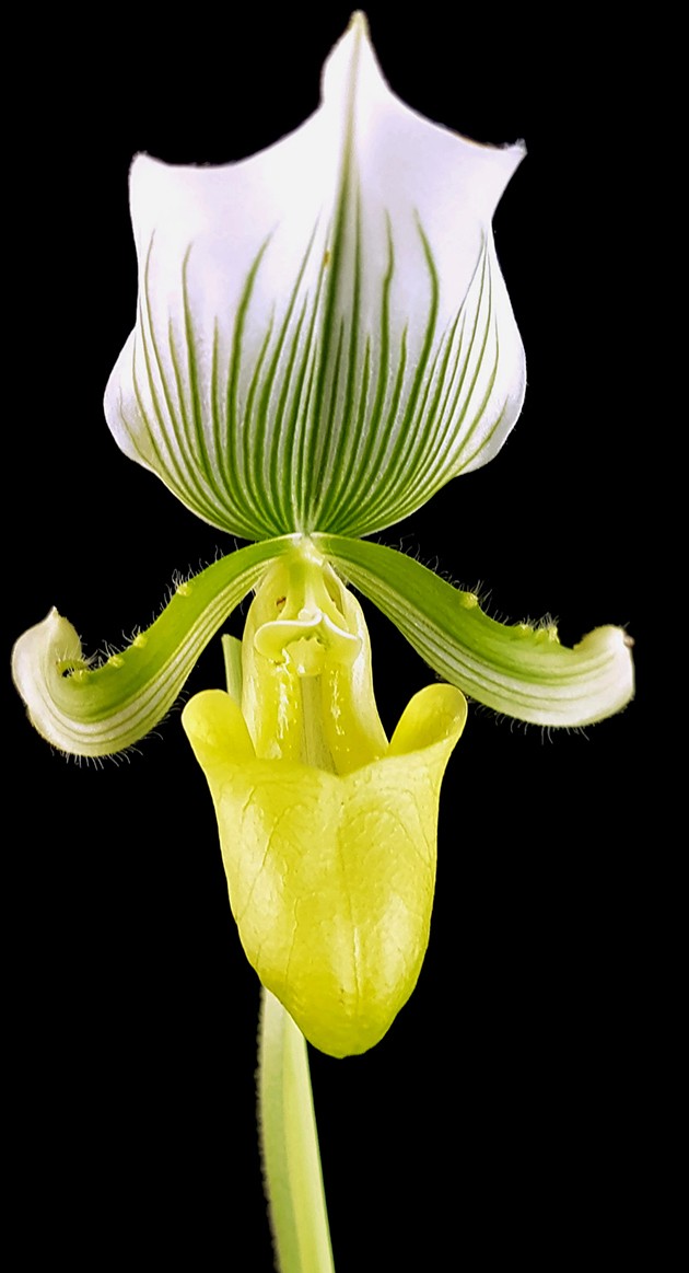 Paphiopedilum &quot;Maudiae Femma&quot; - Frauenschuh Orchidee