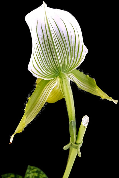 Paphiopedilum &quot;Maudiae Femma&quot; - Frauenschuh Orchidee