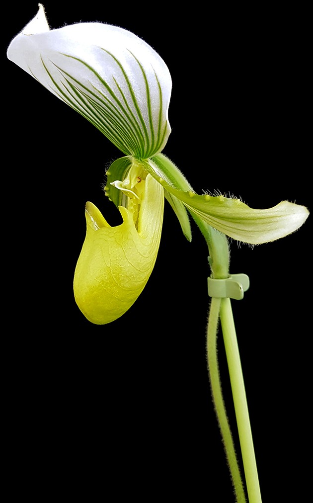 Paphiopedilum &quot;Maudiae Femma&quot; - Frauenschuh Orchidee