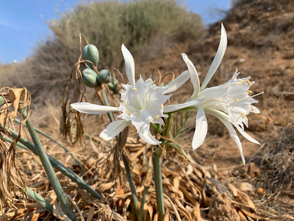 Pancratium maritimum - Dünen-Trichternarzisse