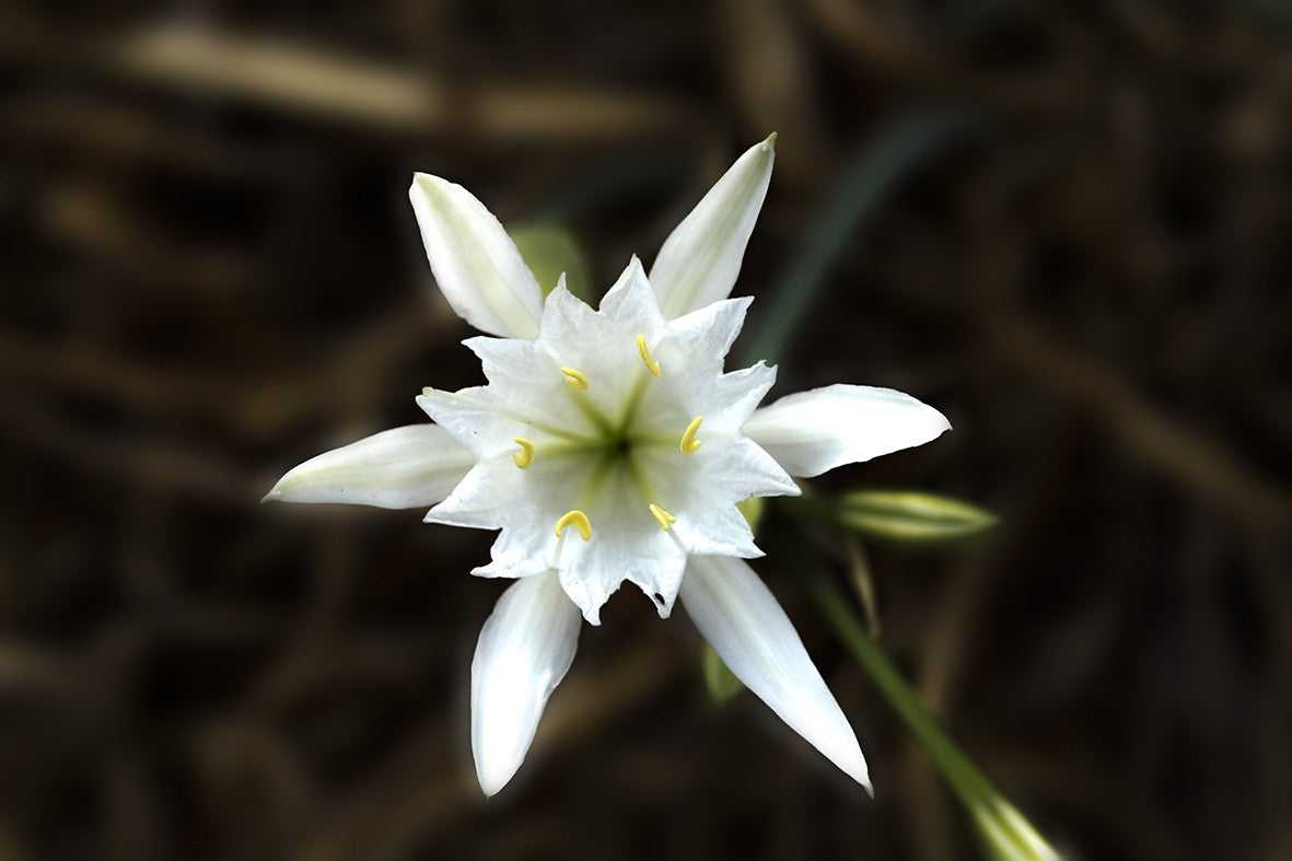 Pancratium maritimum - Dünen-Trichternarzisse