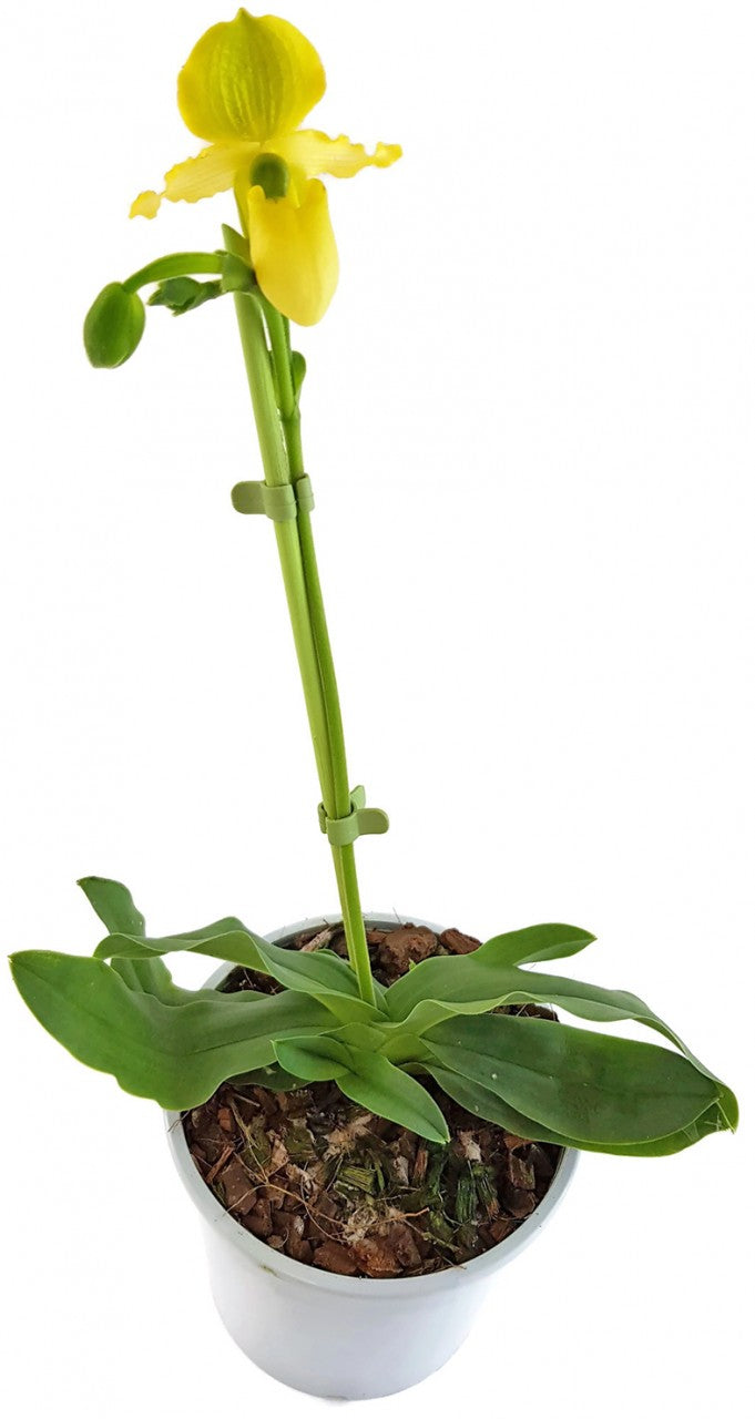 Paphiopedilum primulinum Hybride - Frauenschuhorchidee