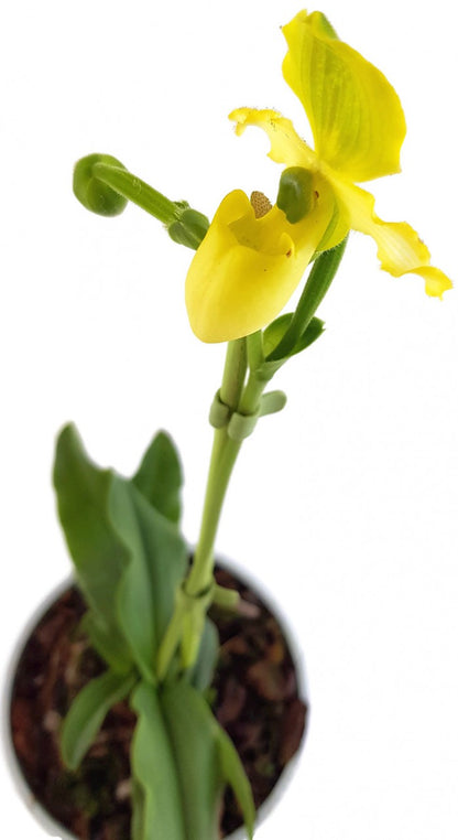 Paphiopedilum primulinum Hybride - Frauenschuhorchidee