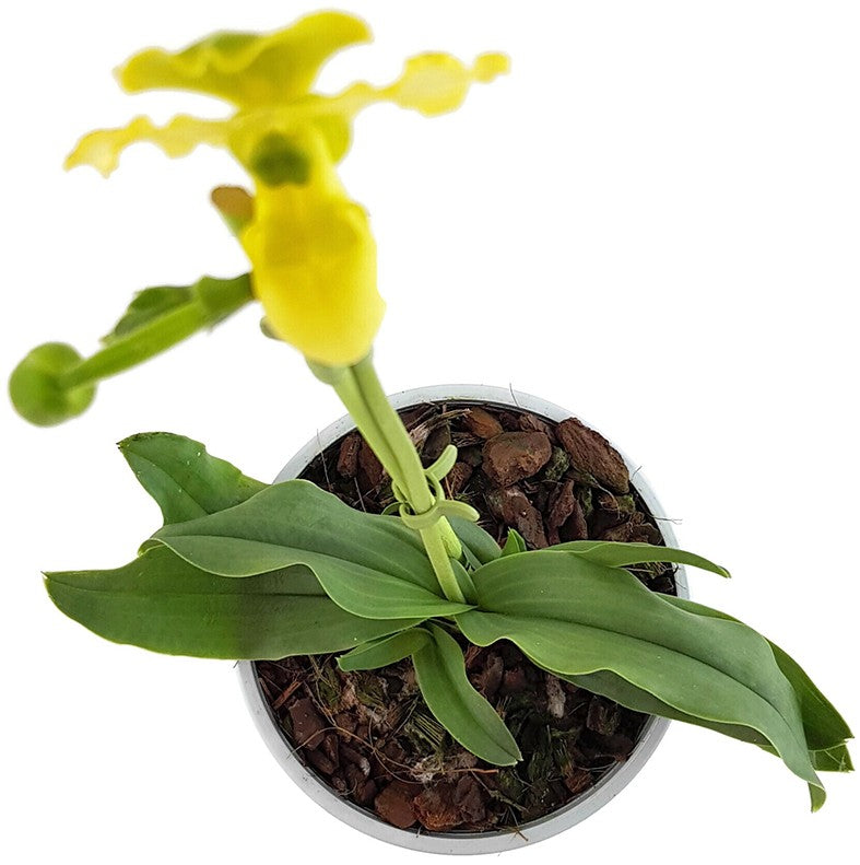 Paphiopedilum primulinum Hybride - Frauenschuhorchidee