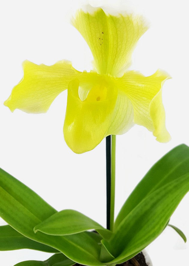 Paphiopedilum &quot;fancy&quot; - sommerliche Orchideenhybride