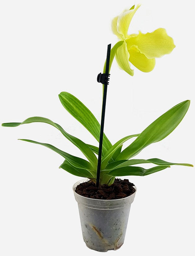 Paphiopedilum &quot;fancy&quot; - sommerliche Orchideenhybride