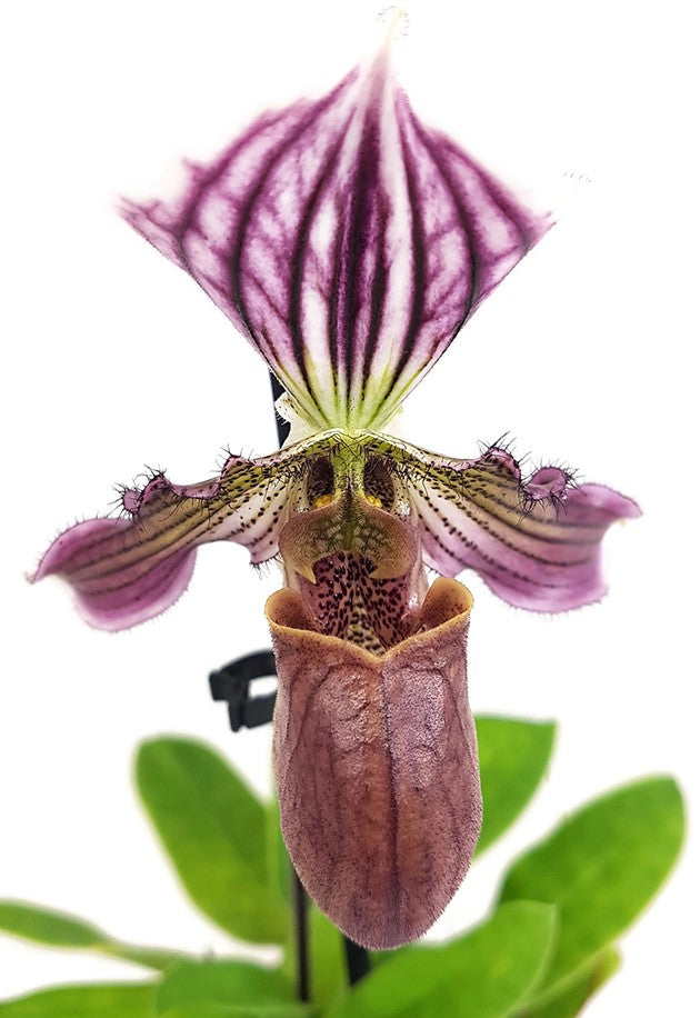 Paphiopedilum &quot;Maudiae&quot; Hybride - Frauenschuh Orchidee