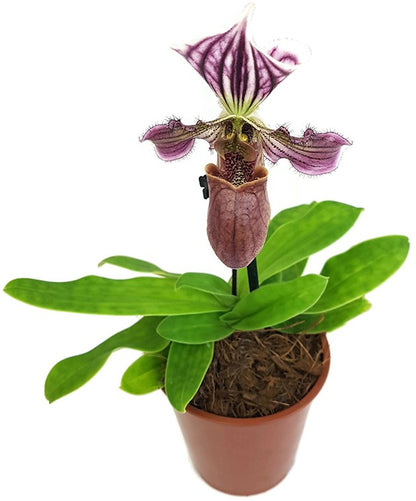 Paphiopedilum &quot;Maudiae&quot; Hybride - Frauenschuh Orchidee