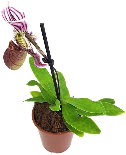 Paphiopedilum &quot;Maudiae&quot; Hybride - Frauenschuh Orchidee