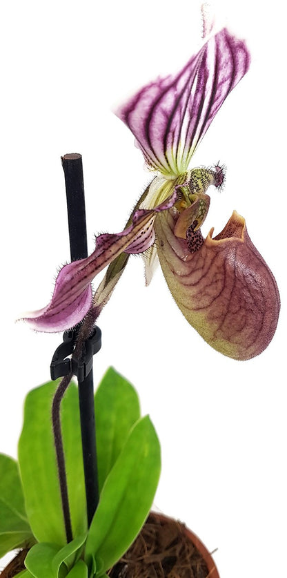 Paphiopedilum &quot;Maudiae&quot; Hybride - Frauenschuh Orchidee