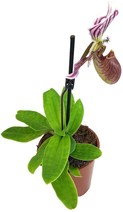 Paphiopedilum &quot;Maudiae&quot; Hybride - Frauenschuh Orchidee