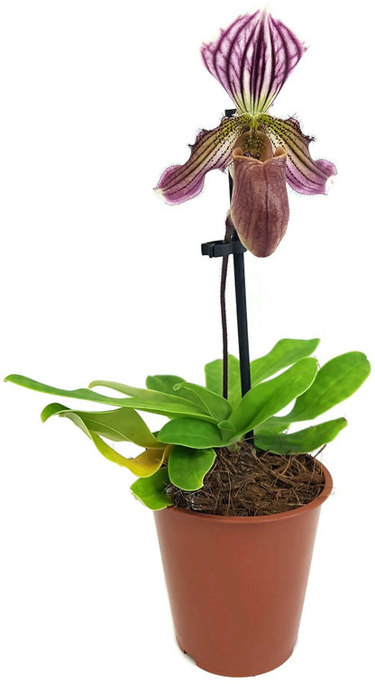 Paphiopedilum &quot;Maudiae&quot; Hybride - Frauenschuh Orchidee