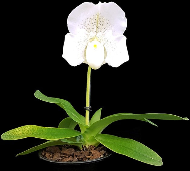 Paphiopedilum &quot;Mrs. White&quot; - weiße Frauenschuhorchidee