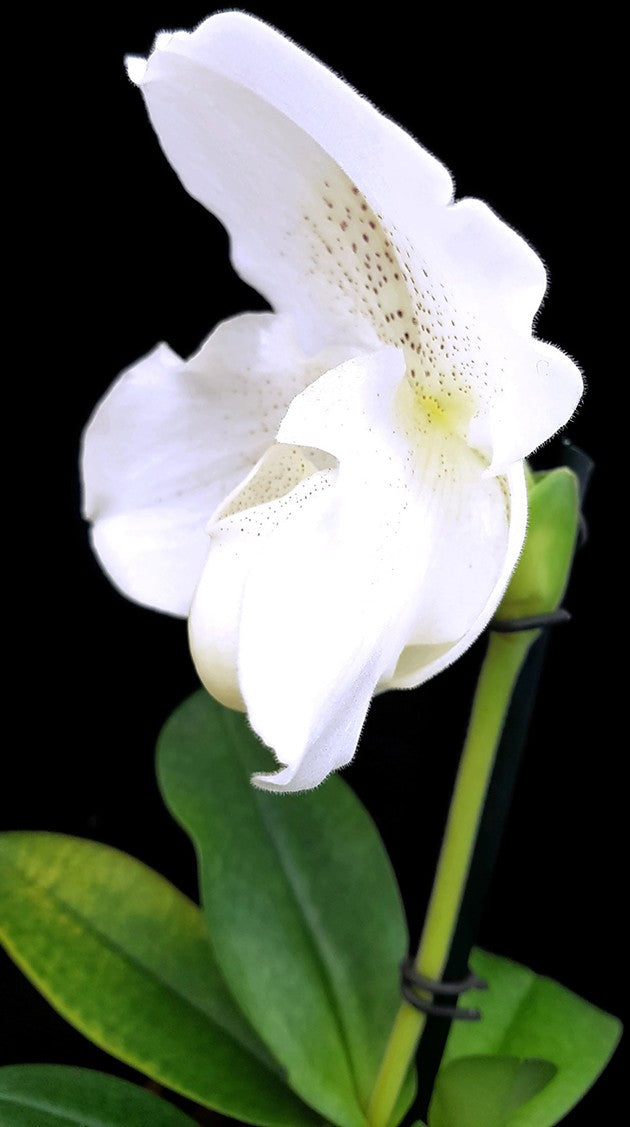 Paphiopedilum &quot;Mrs. White&quot; - weiße Frauenschuh - SALE ohne Blüte